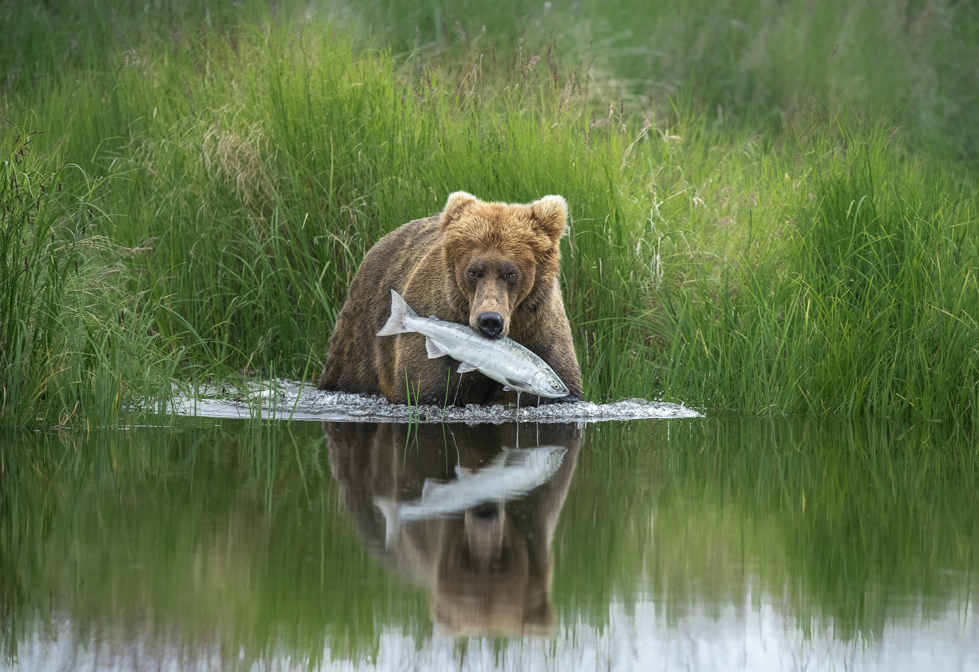 Wildlife Photographer of the Year 2020