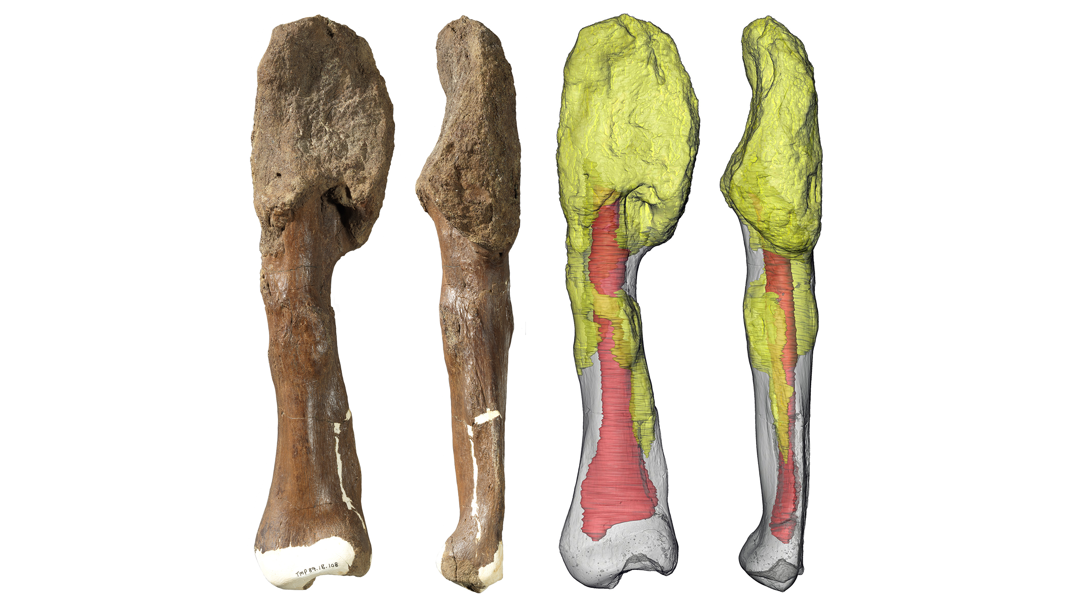 Reconstruction d'un péroné fossile