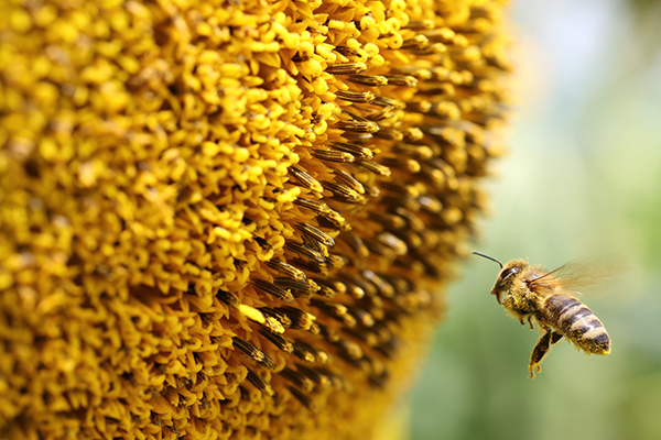 Honeybee pollinating sunflower © Kathryn Peiman