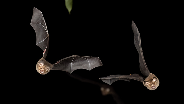 Creagh's Horseshoe Bats returning home © Charles Francis