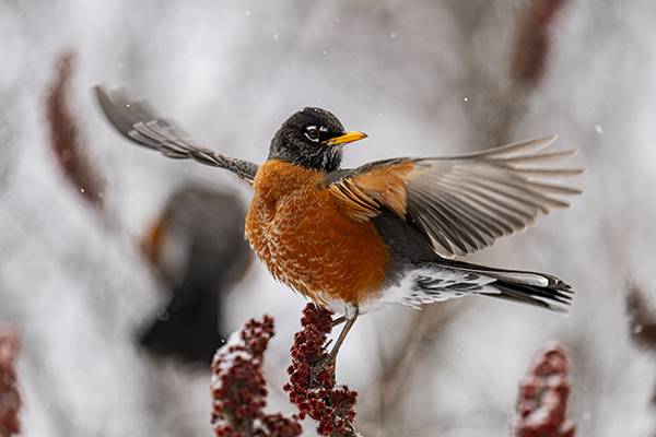 Winter Ascent © Jonny Wei