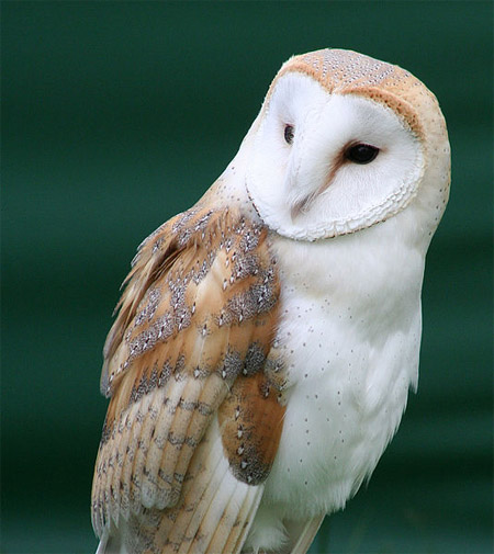 A closer look at a living barn owl perched. 