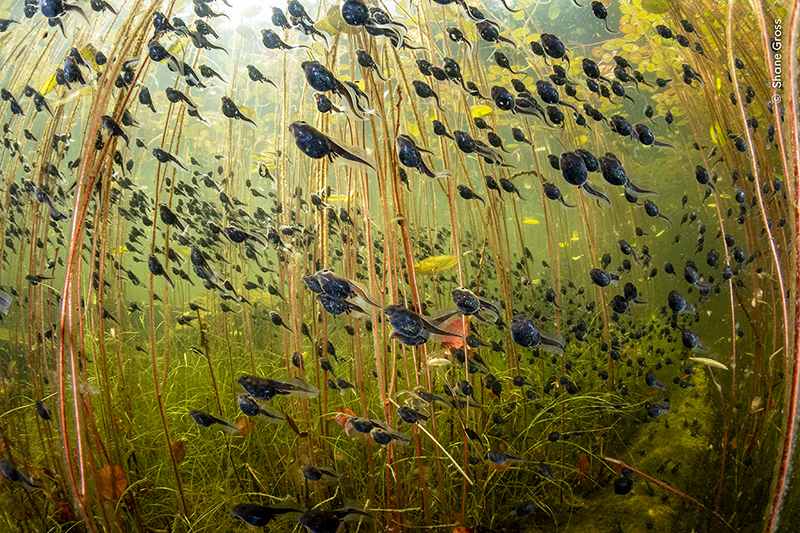 The underwater world of western toad tadpoles.