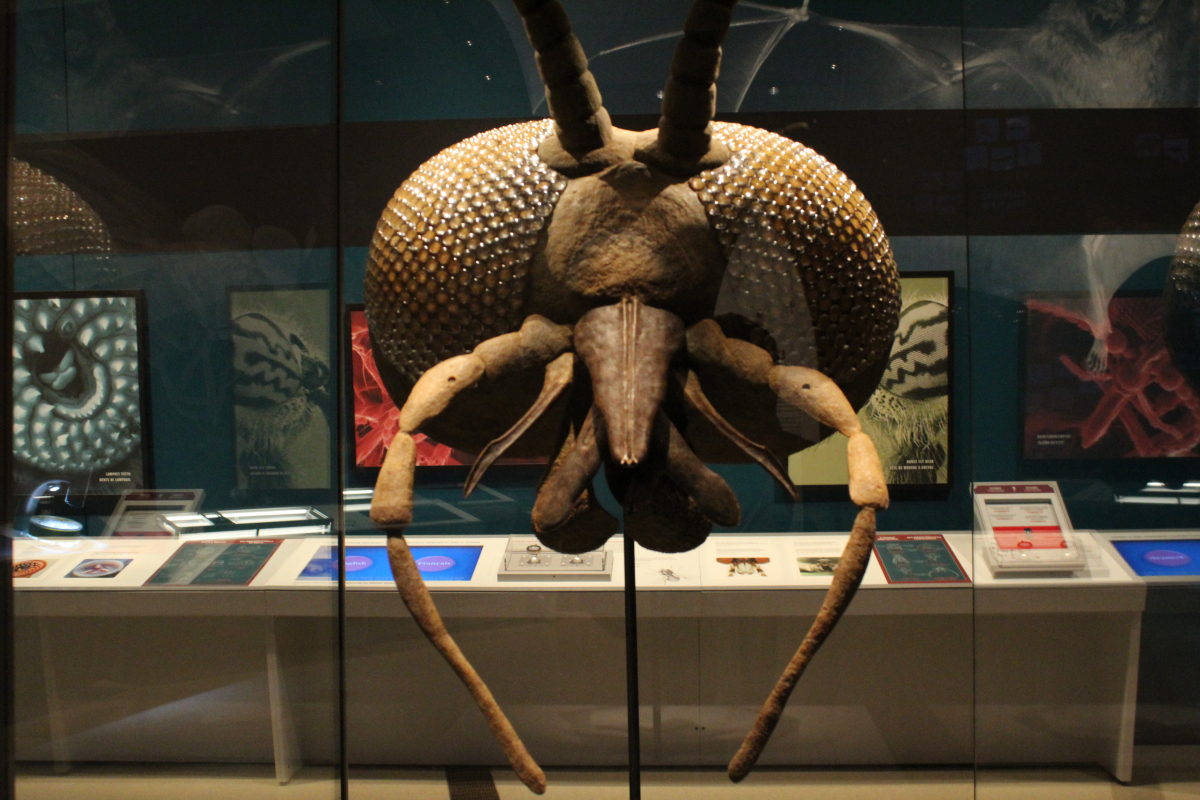 Un grand modèle de tête de mouche noire
