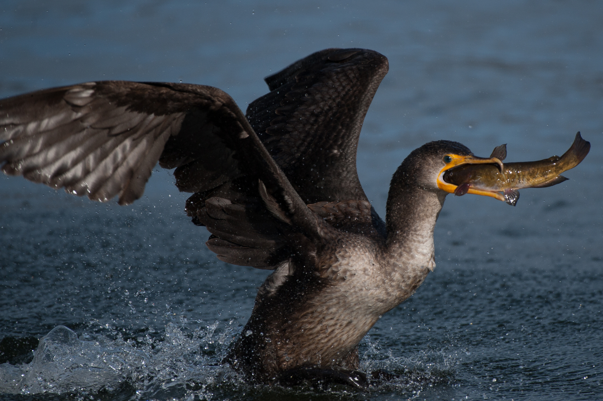 bird eating fish 