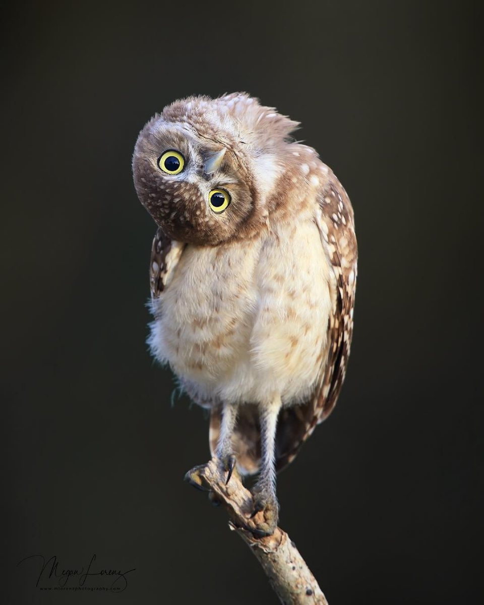 Un hibou perché sur une branche regarde la caméra en mettant sa tête à l'envers