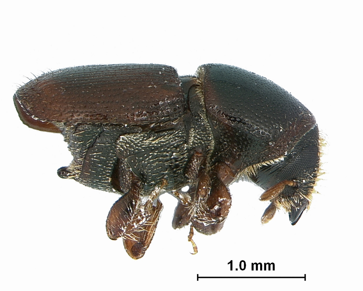 Scolytus multistriatus