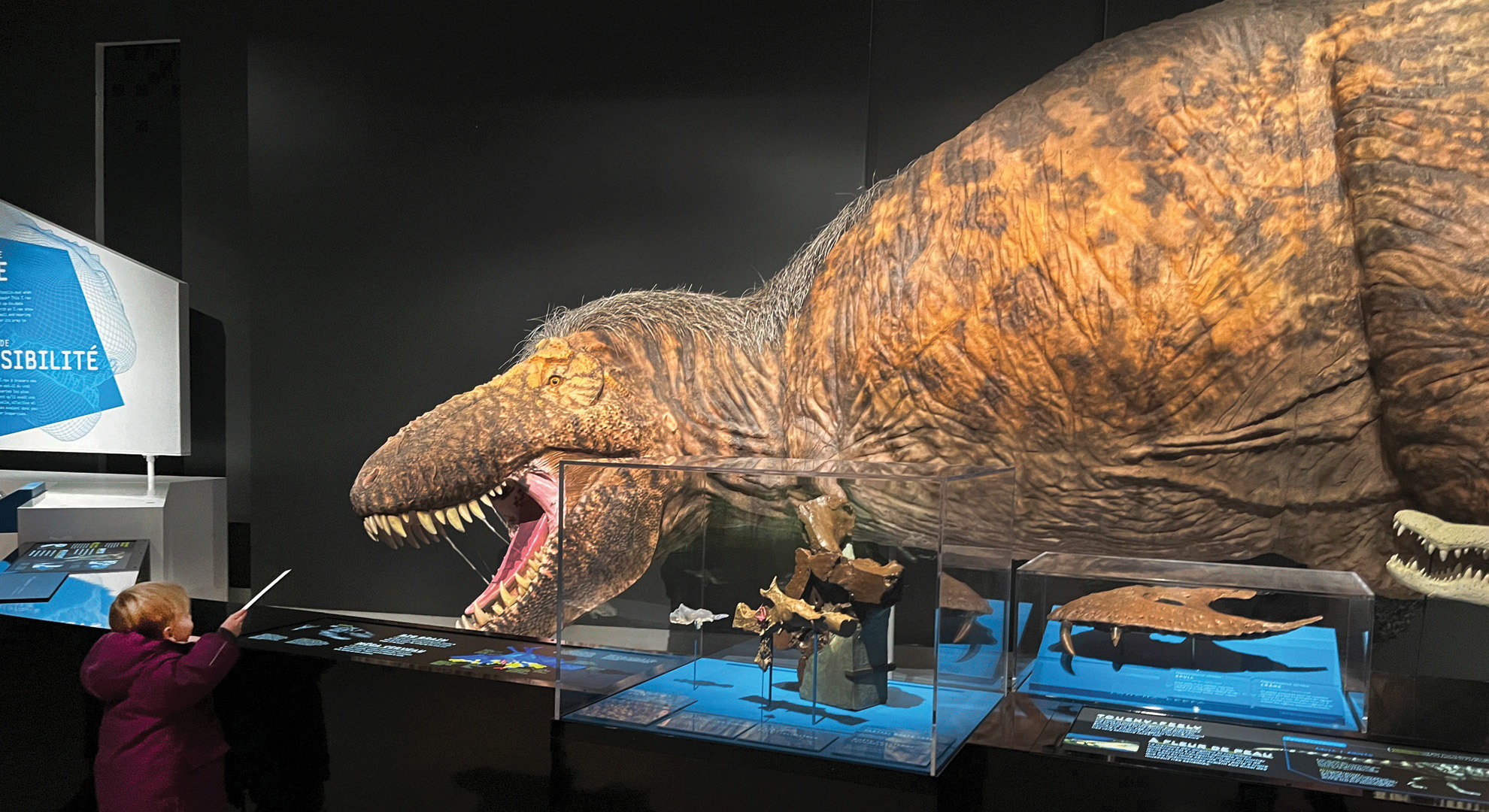 Come face to face with full-size T. rex models.