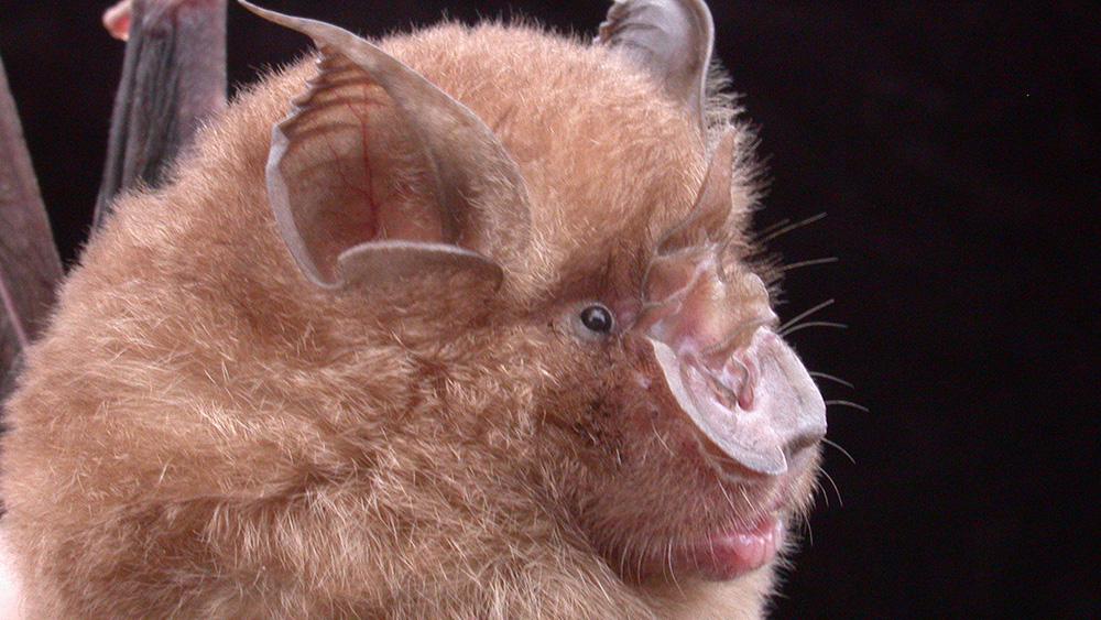 Profil de la face de la chauve-souris en fer à cheval.
