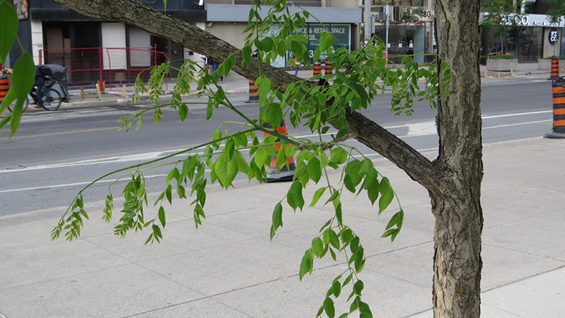 Close-up of Kentucky coffee tree.