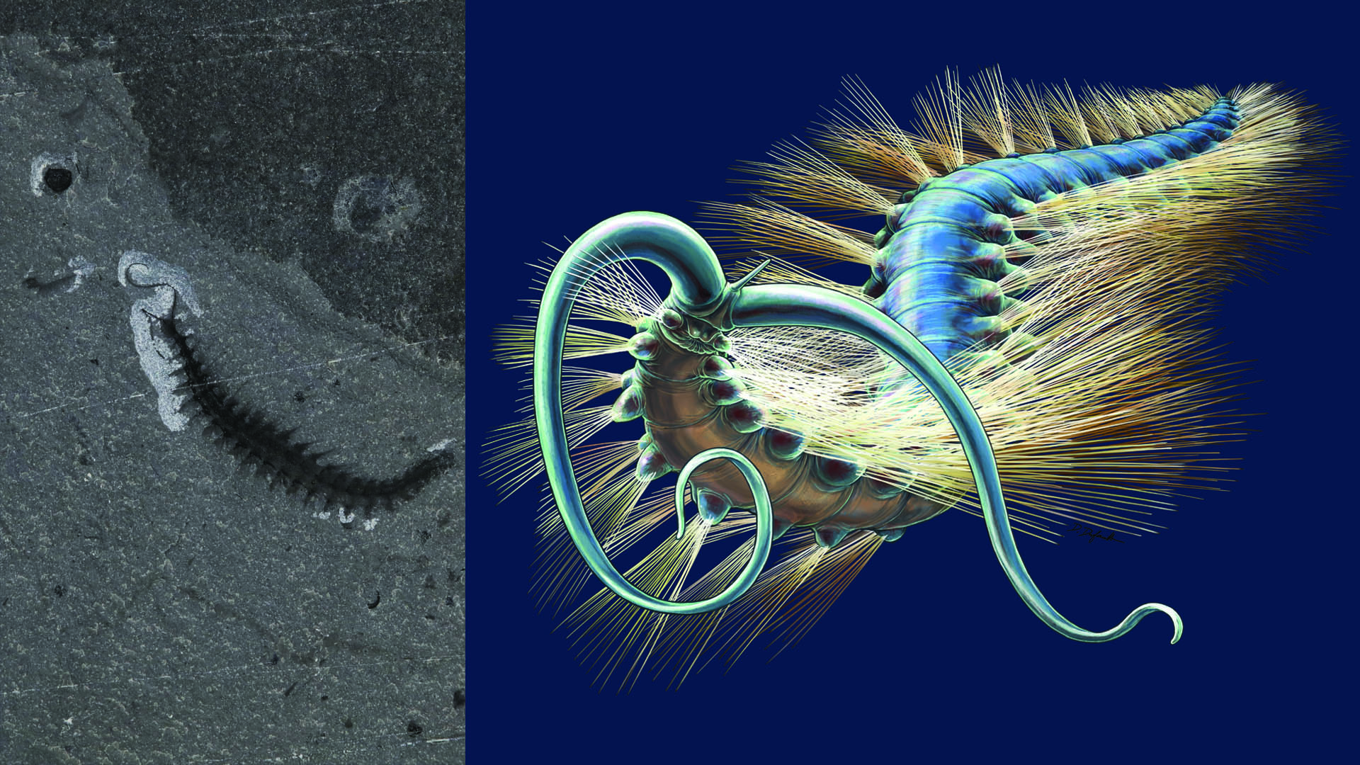 Kootenayscolex barbarensis, is a new species of marine worm which was recently discovered by ROM researchers at the Burgess Shale. This worm used its flexible body and bristles to crawl along the seafloor.