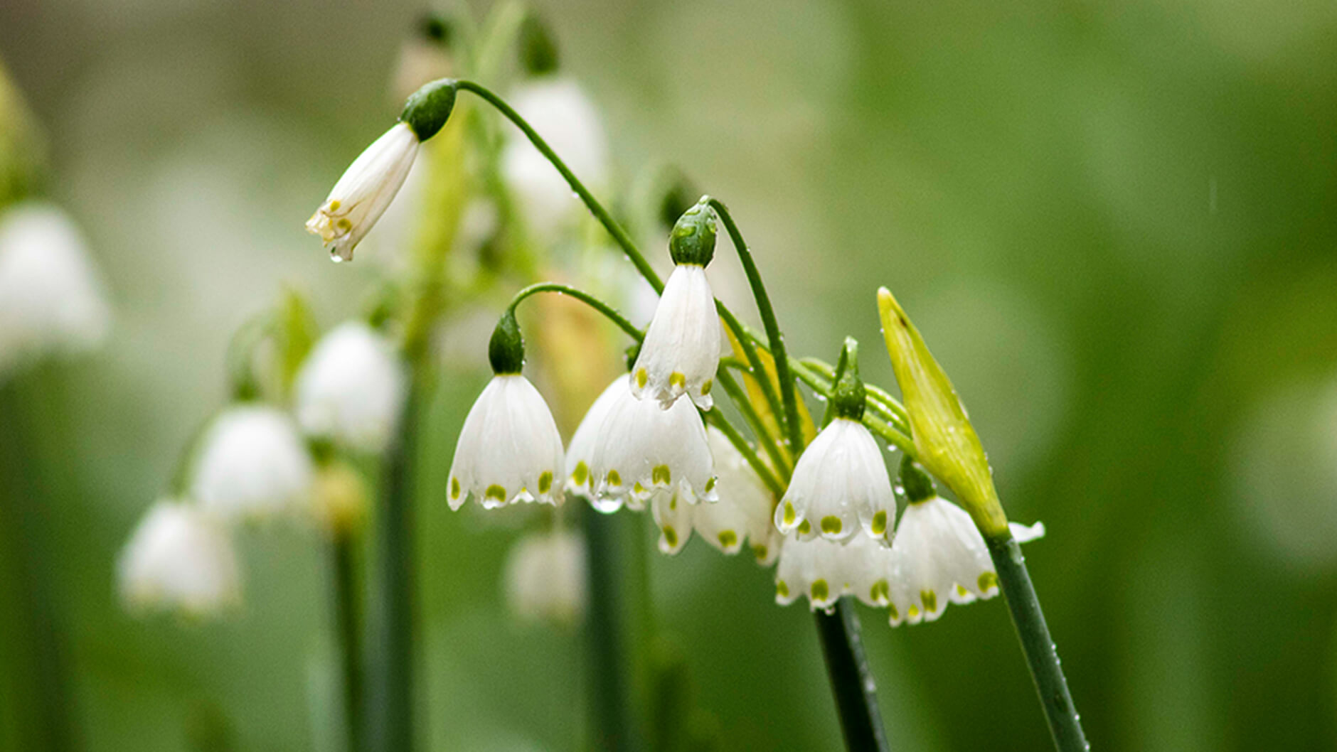 Summer snowflake or Loddon lily.