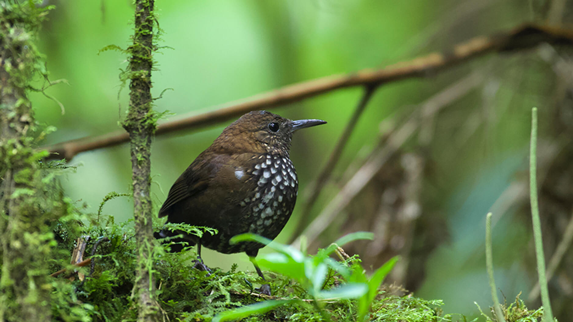 Sharp-tailed Streamcreeper (Lochmias nematura), an elusive member of the suboscine passerines group. Photograph by Mark Peck