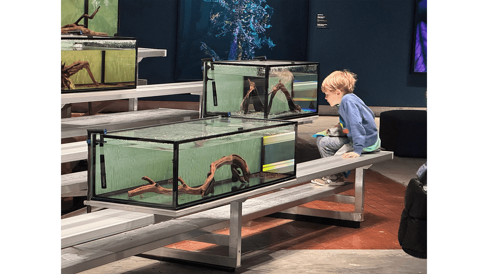 A boy peers into one of the aquaria of <i>Lonely Loricariidae</i>, an art installation featured in the 2023/24 Enduring Amazon exhibition at the Crystal Bridges Museum of American Art in Bentonville, Arkansas.