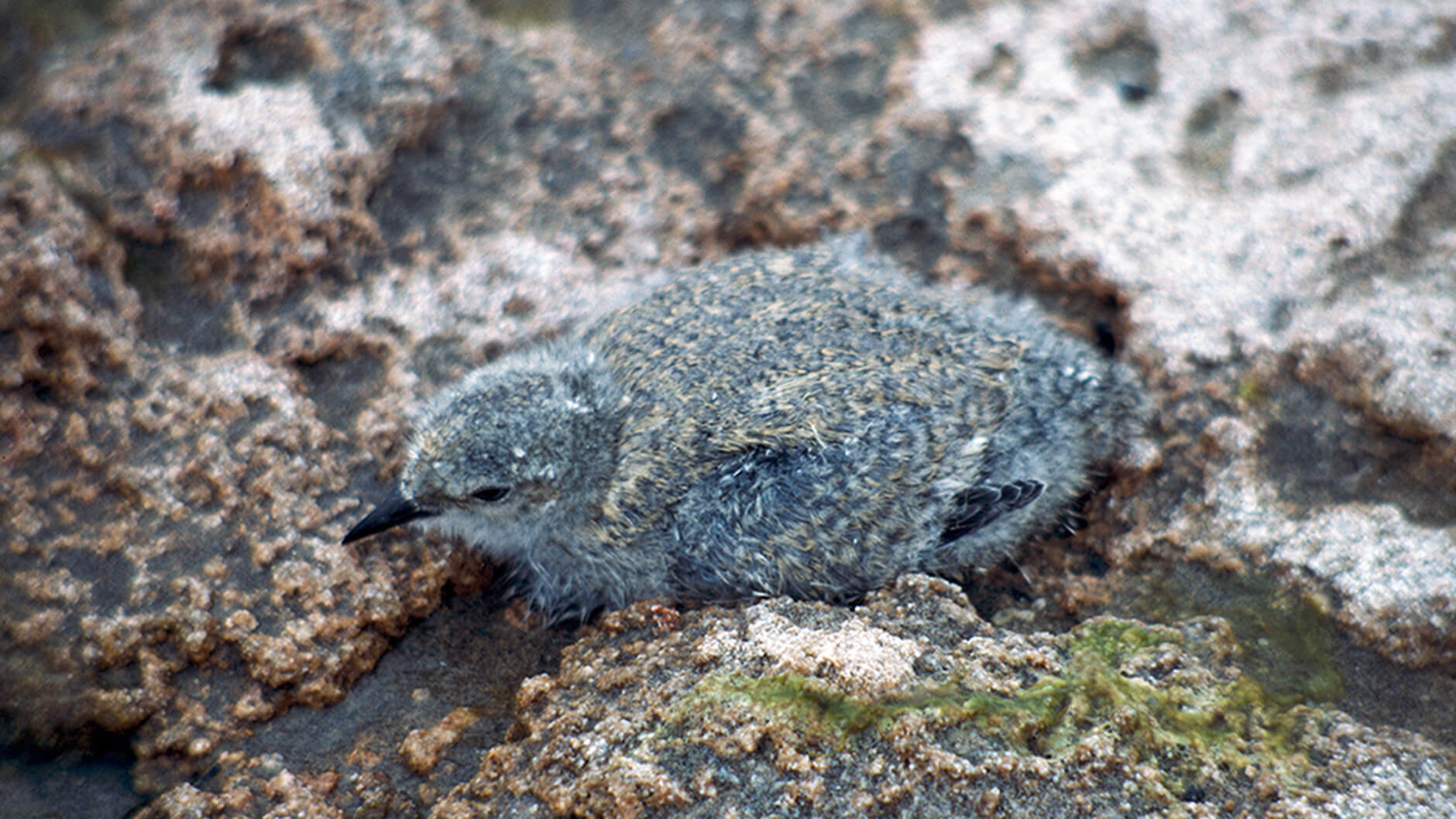 Magellanic Plover.