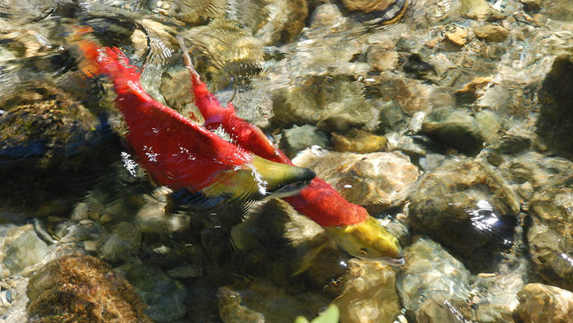 A male and female sockeye salmon.