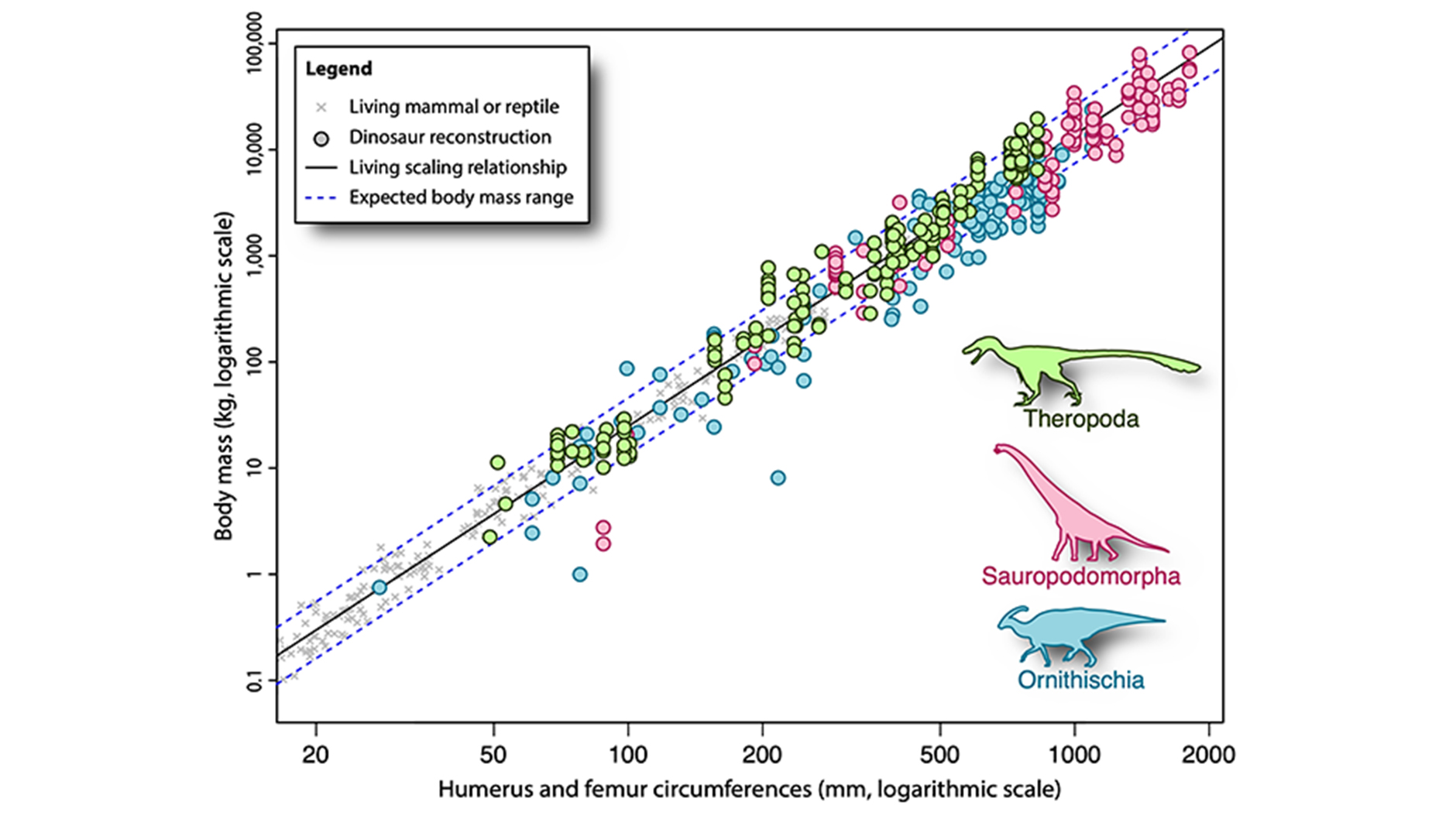 Les masses reconstruites des dinosaures projetées sur la relation entre la circonférence des membres et la masse corporelle des mammifères et des reptiles vivants.