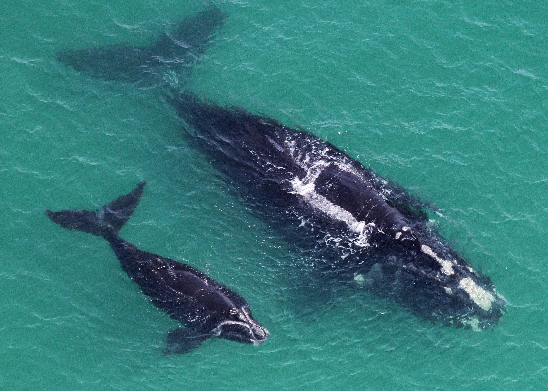 Baleines franches de l'Atlantique Nord - Mère et baleineau