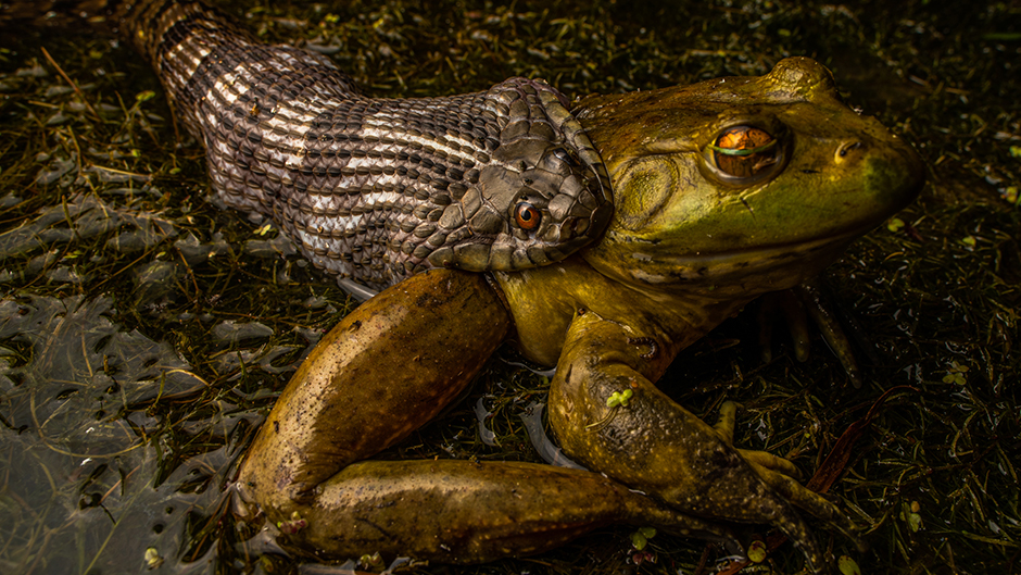 A diamondback water snake, A World-Renowned Wildlife Photographer on His Art and Process