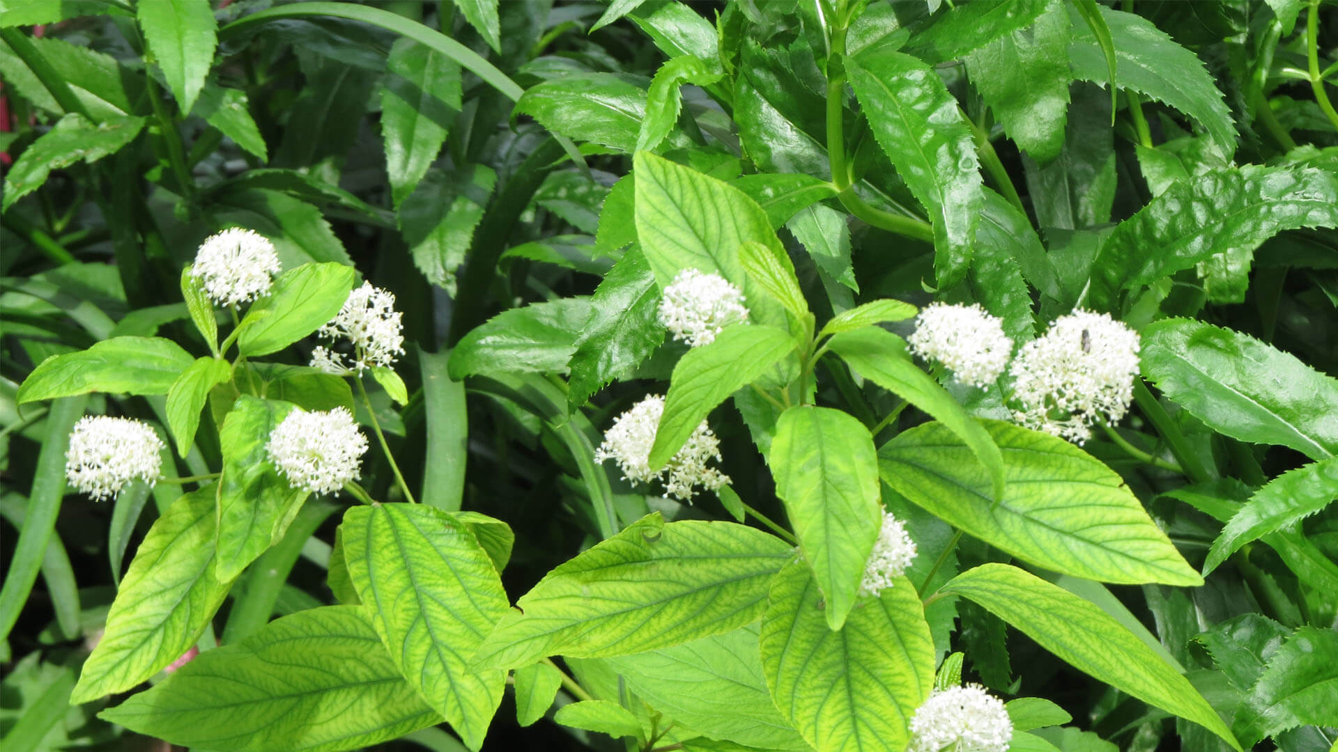 New Jersey tea in full bloom.