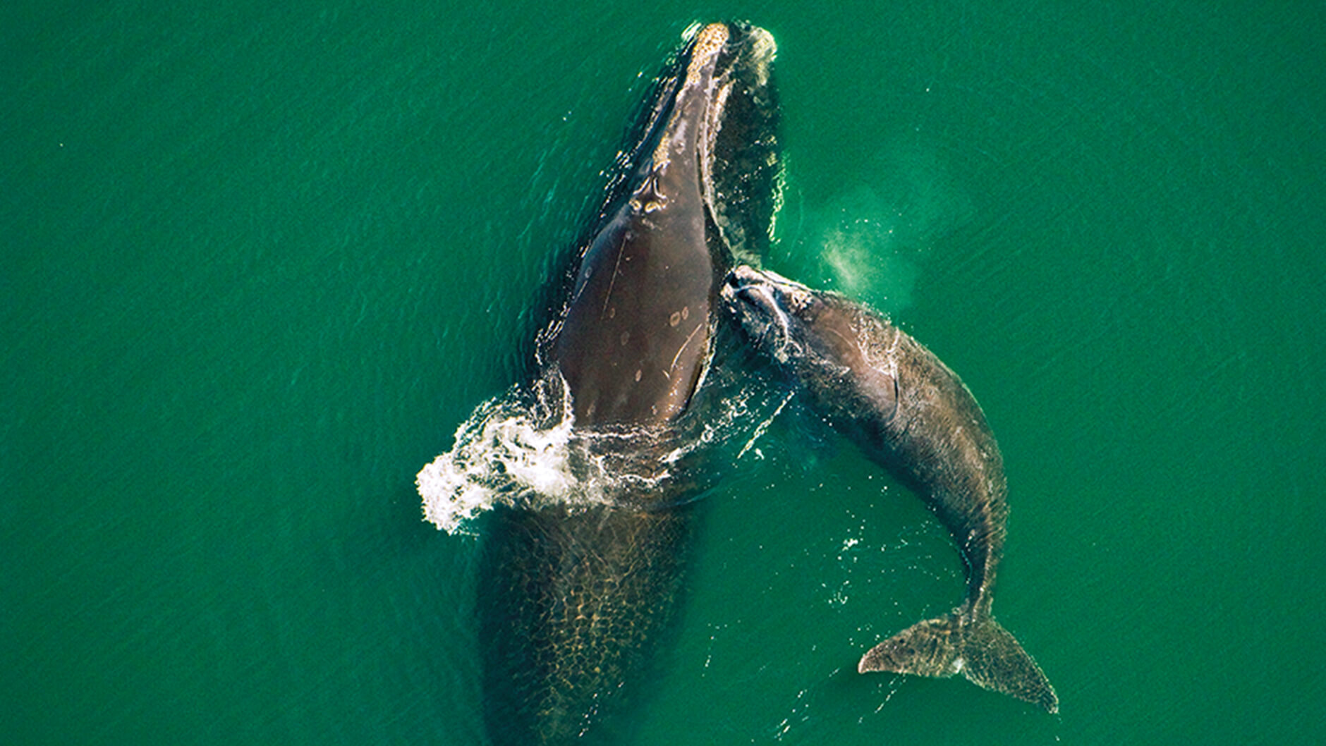 Baleines franches de l'Atlantique Nord, mère et baleineau.