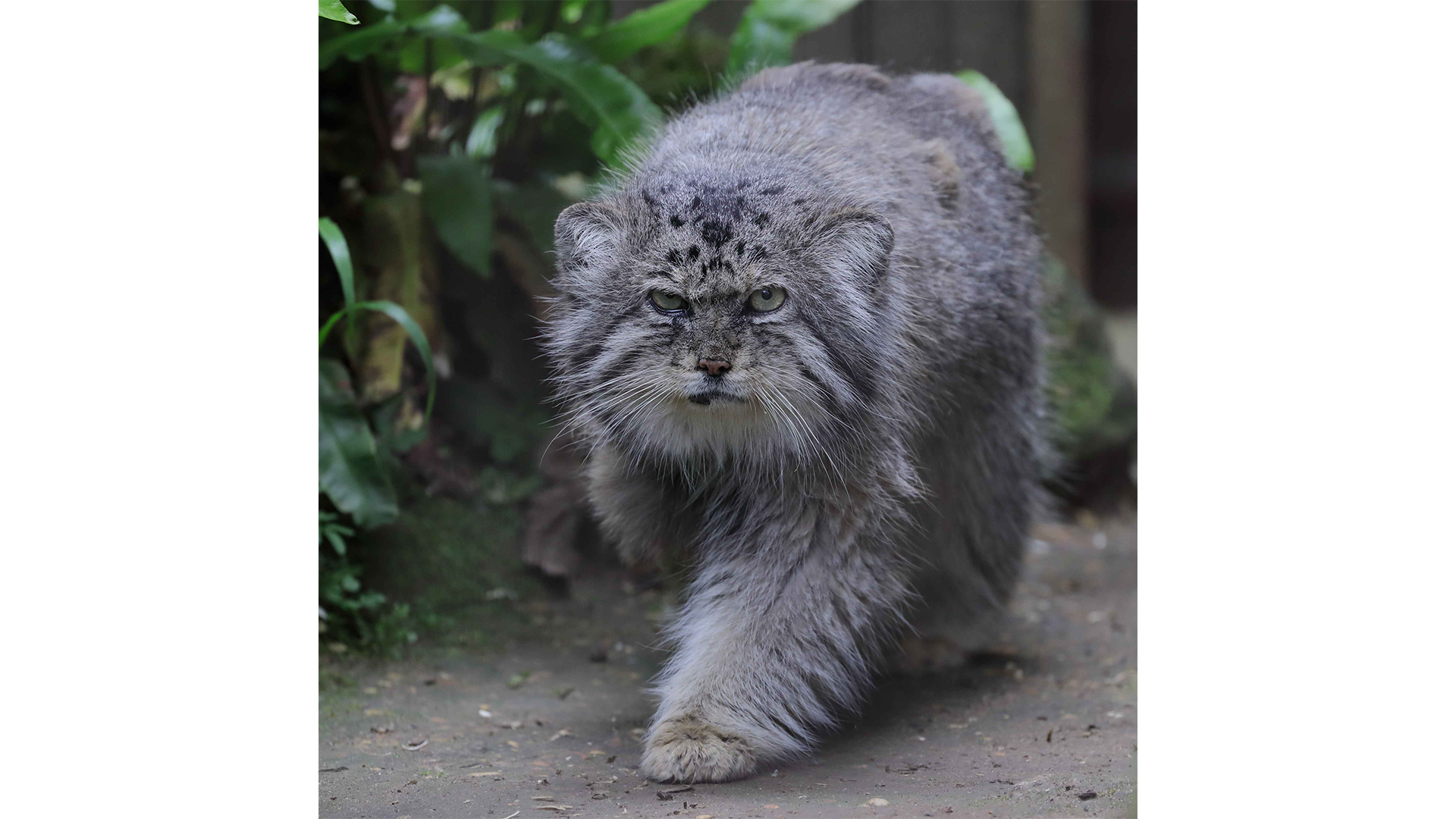 Pallas’s cat