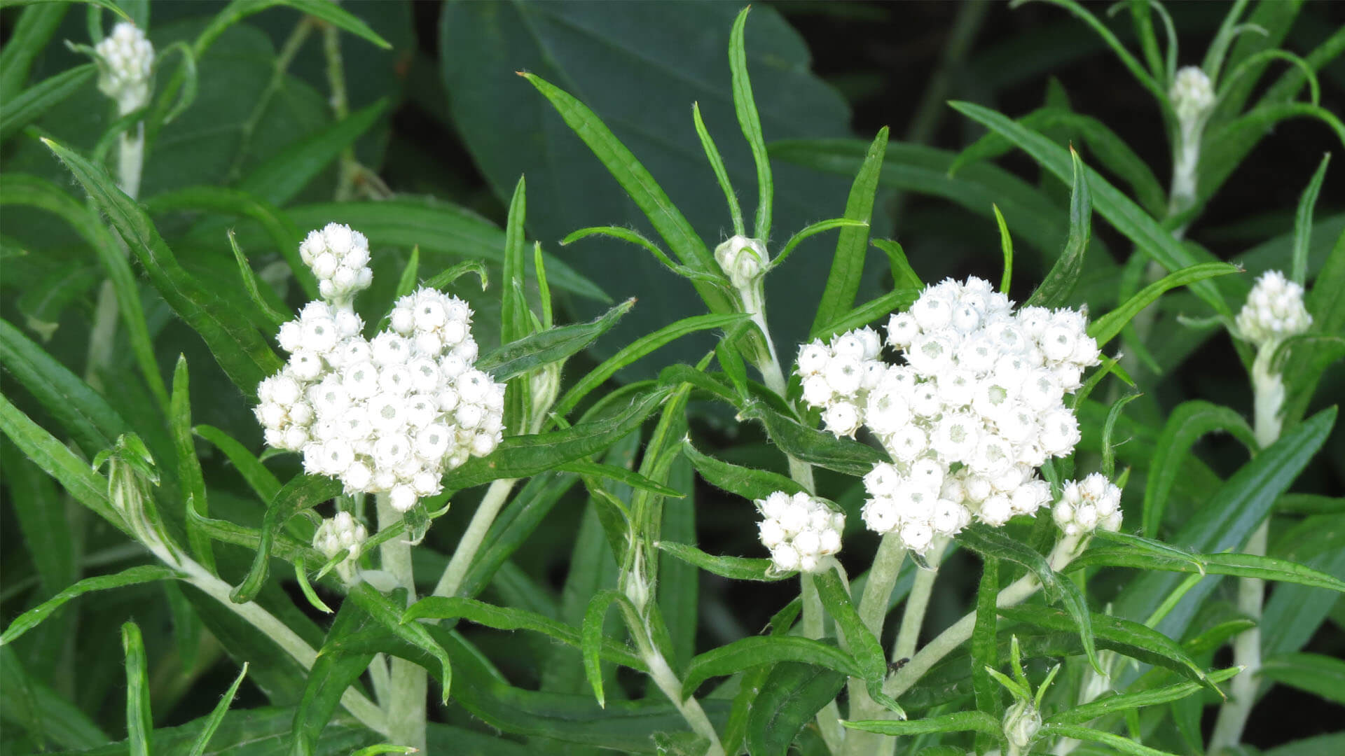 Pearly everlasting.