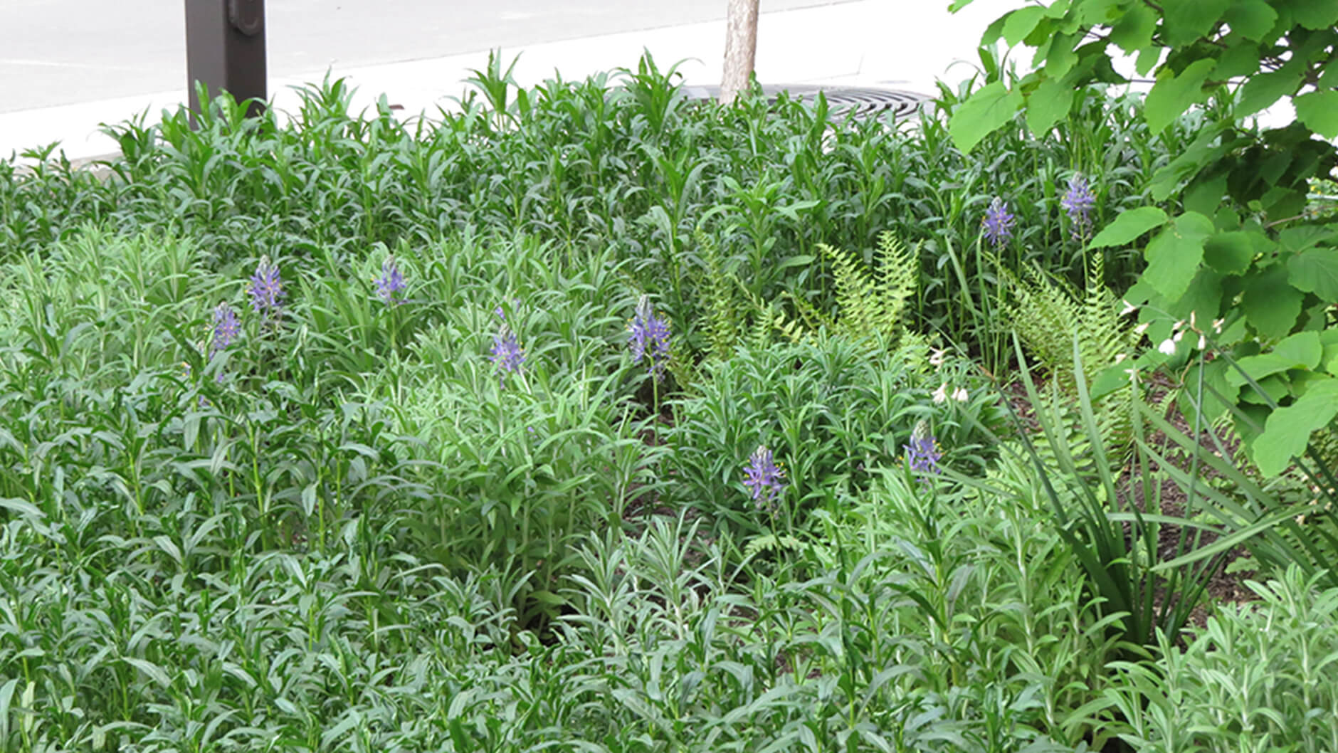 Physostegia virginiana and Anaphalis margaritacea.