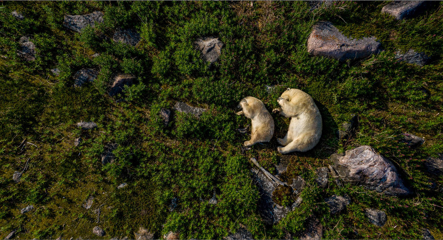 Two polar bears napping.