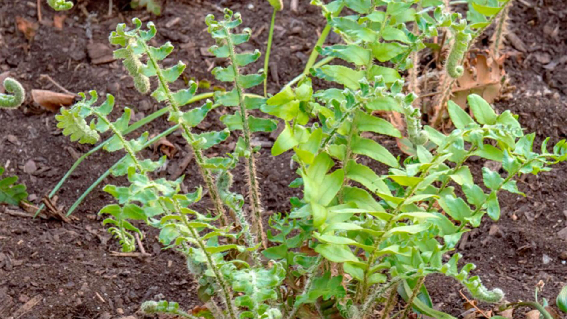 Christmas fern.