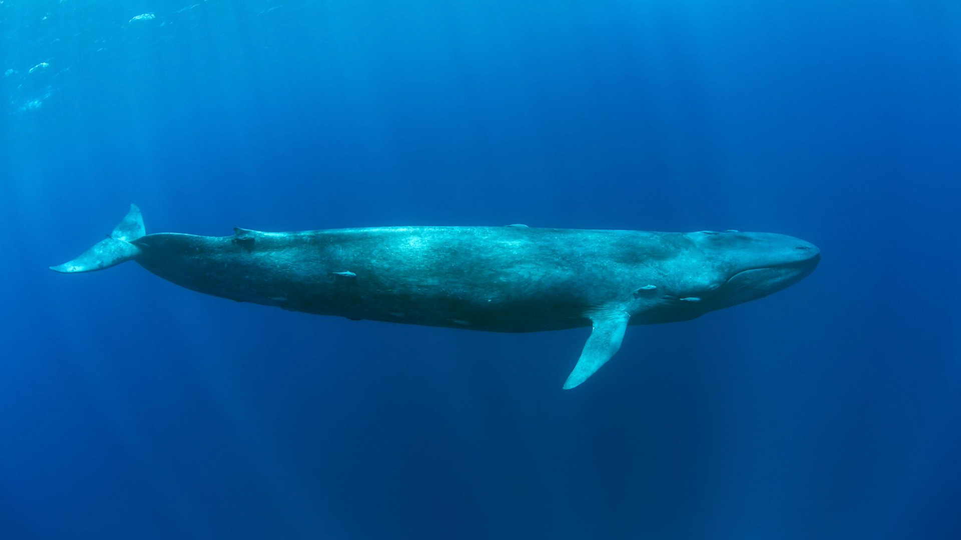 Pygmy blue whale