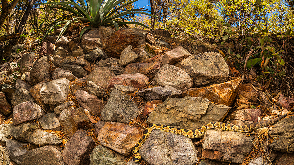 In Rattlesnake Hotspot, Kanakis's "highly commended photo," a black-tailed rattlesnake basks in the sun amidst the ruins of an old gold mining camp.