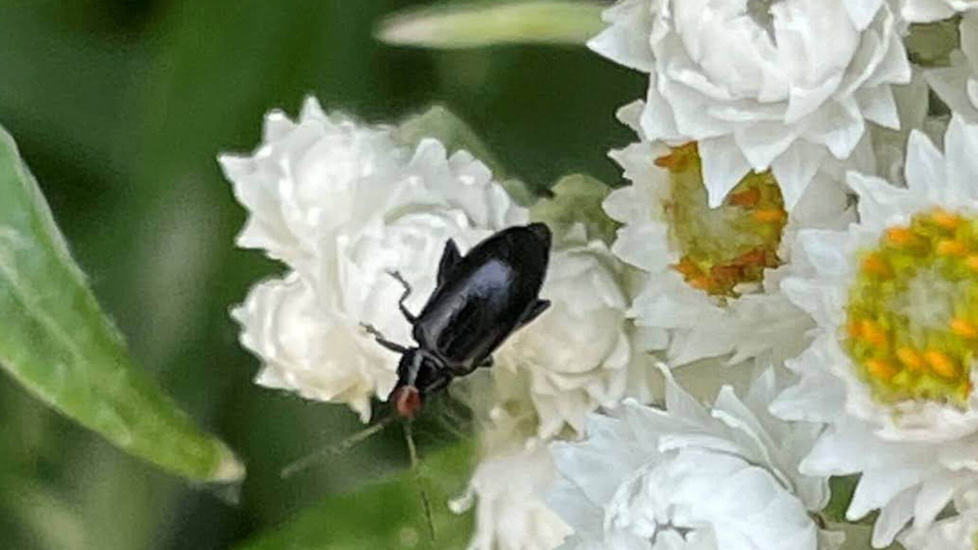 The red-headed flee beetle.