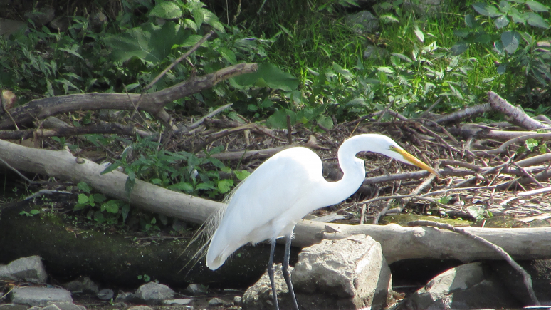 Un grand oiseau blanc posé au sol devant une forêt
