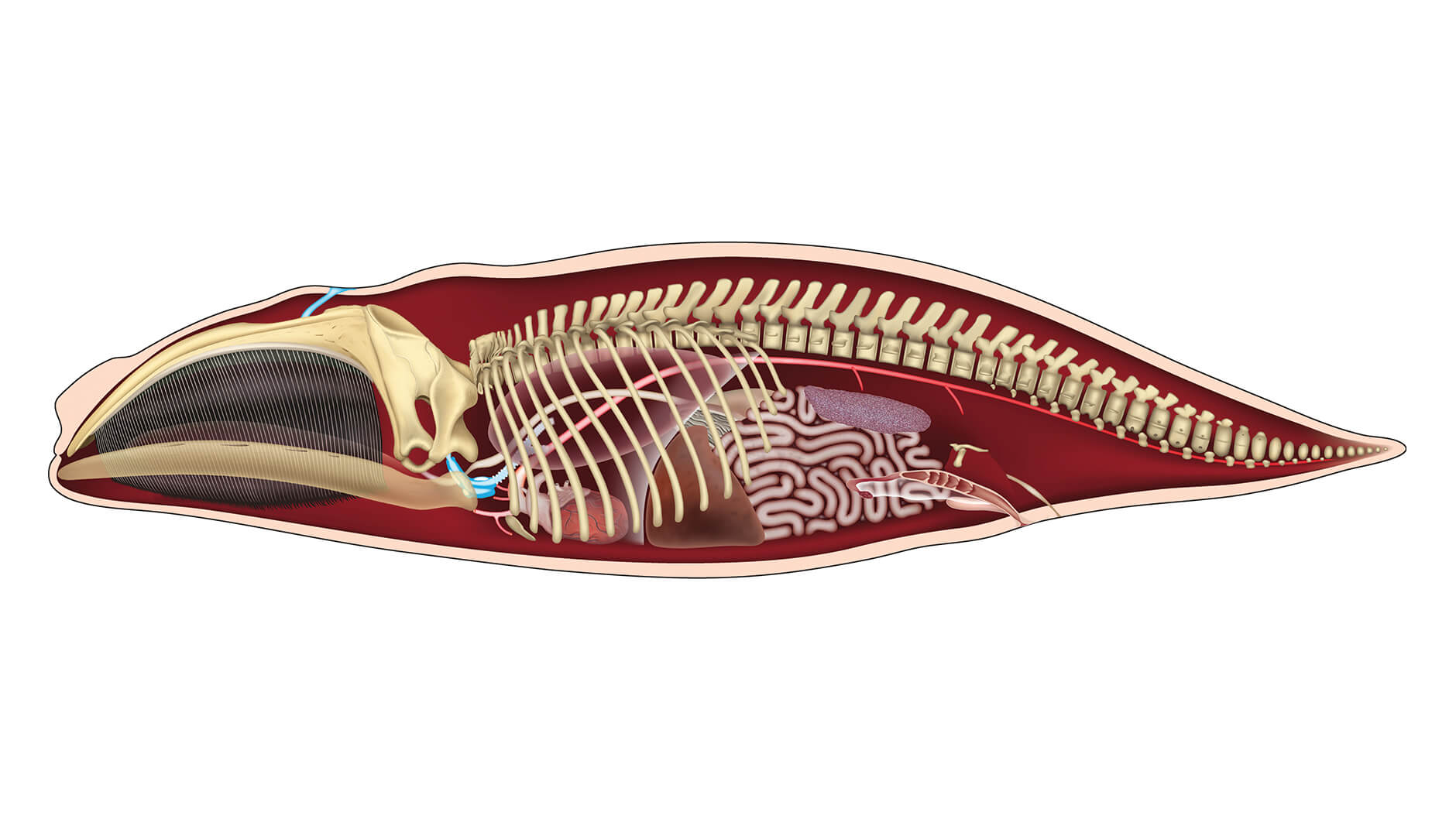 Illustration de l'anatomie de la baleine franche de l'Atlantique Nord.