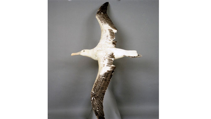 Bird, The Royal Albatross, wingspan, specimen, ornithology, 