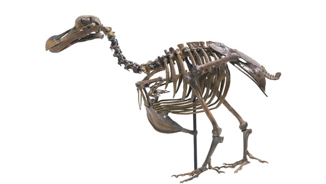 Dodo éteint, commun sur l'île Maurice dans les années 1600, le dodo s'est éteint en l'espace de cent ans. Il existe très peu de spécimens complets dans les collections des musées. Le rare squelette de dodo du ROM provient de l'université de Harvard, où il a été échangé contre le crâne d'un Anchiceratops.