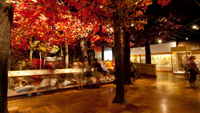 ROM's Gallery of Hands-on Biodiversity, A forest display invites visitors to identify local plant and animal species.