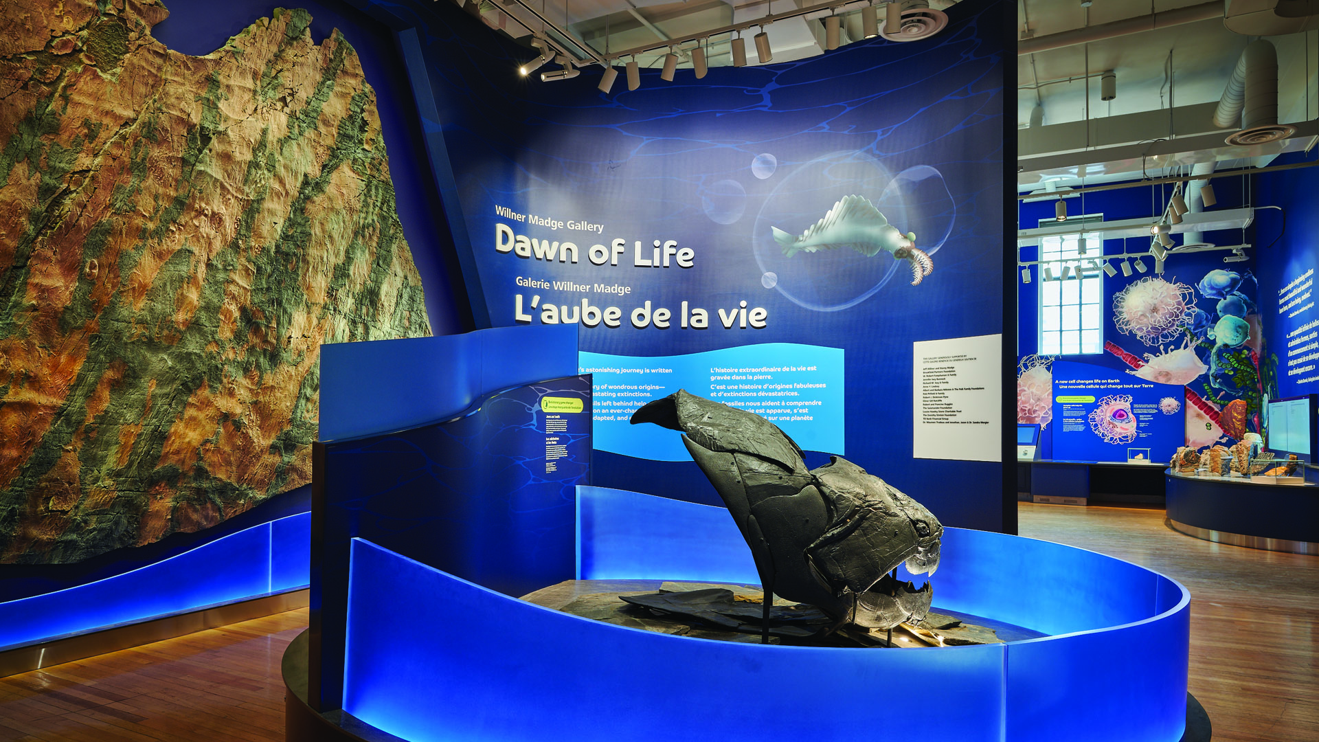 Gallery entrance, showing rock mounted on a wall and a cast of a prehistoric fish.