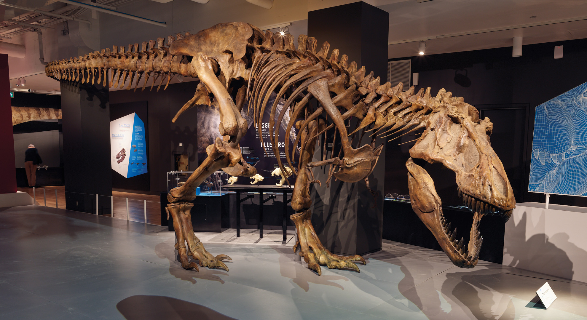 Discover new and surprising facts about T. rex.