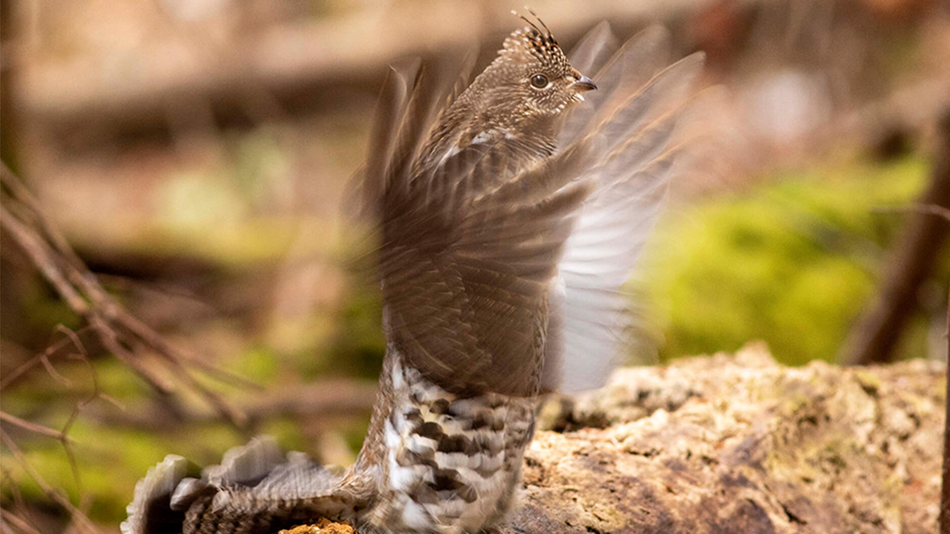 A Ruffed Grouse working hard in hopes of attracting a mate.