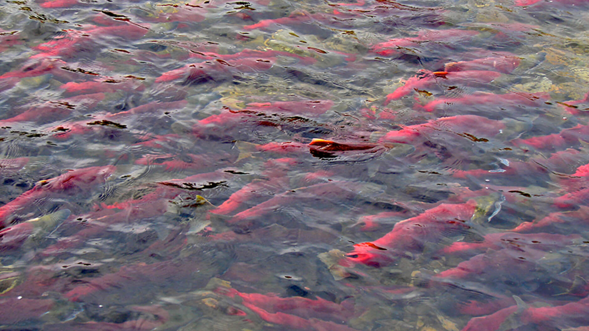 Salmon preparing to run upstream to their natal spawning grounds.