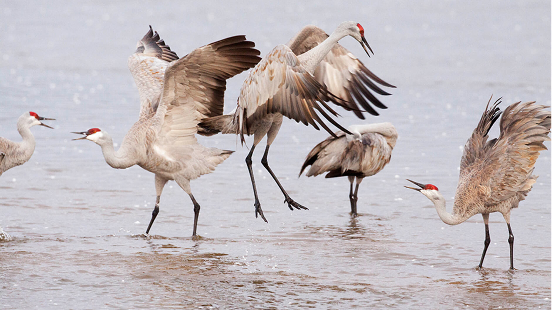 Sandhill Cranes having fun at the beach.