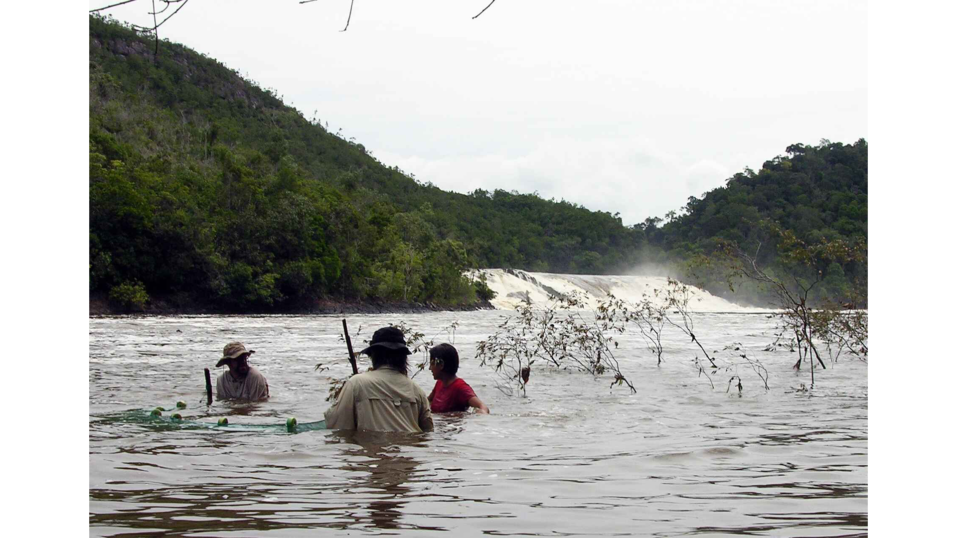 Teammates Tim Wesley and Mariangeles Arce (right) help the author drag a net through the flooded habitat downstream of Salto de Oso.