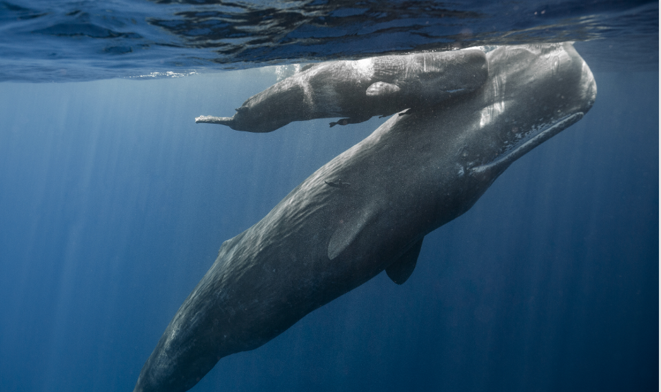 Maman et baleineau, baleines