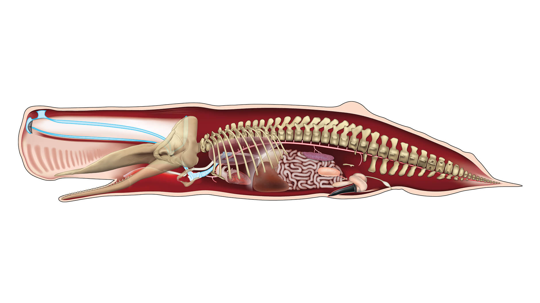 Illustration de l'anatomie du cachalot.