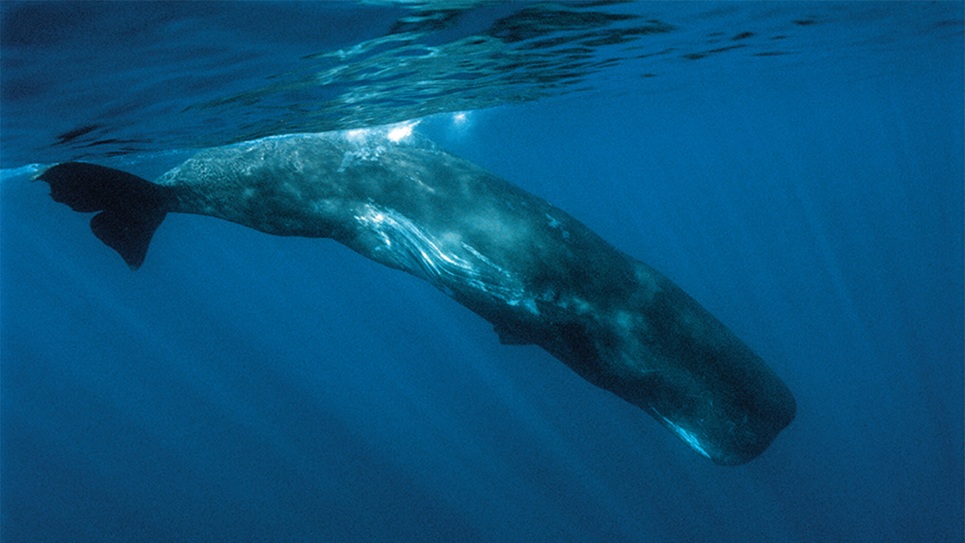 Sperm whale.