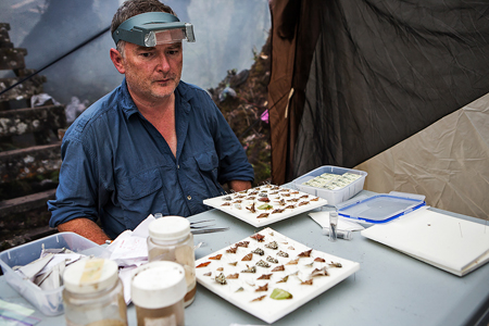 Pinning moths in Mulu National Park, Borneo, 2013