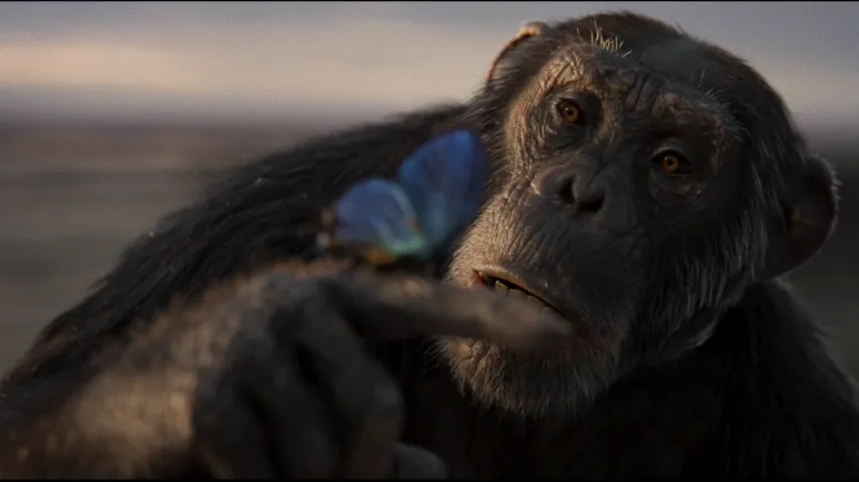 Chimp holding and looking at blue butterfly on finger