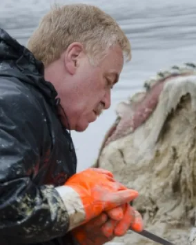 Dr. Mark Engstrom helping to prepare the whale for it's trip back to the Royal Ontario Museum.
